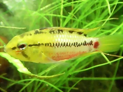 Apistogramma hongsloi Apistogramma hongsloi