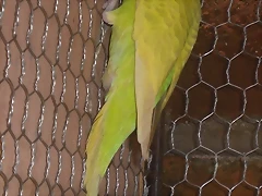 PERICOS 029