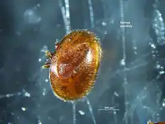 varroa mordida-colmena 4