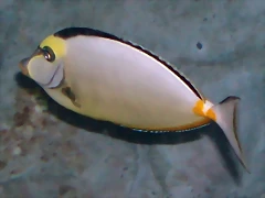 Naso lituratus Naso lituratus