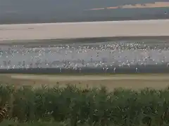 12, Laguna Fuente de Piedra, marca