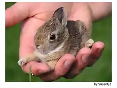 peque gazapo