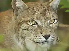 lince1[1]