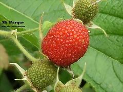 frambuesa silvestre frambuesa silvestre