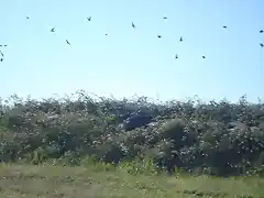 mas pajaros