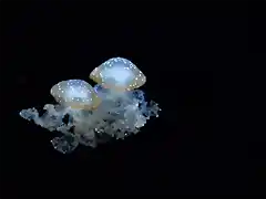 medusas