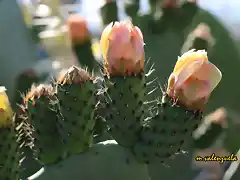 18, chumbos en flor, marca