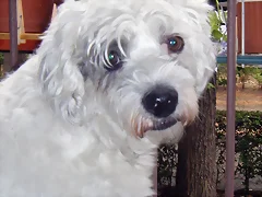 kibo en la ventana