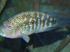 Rocio octofasciata (12-10-16 Acuario Fluvial de Zaragoza) Rocio octofasciata (12-10-16 Acuario Fluvial de Zaragoza)