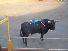 Uno de los toros