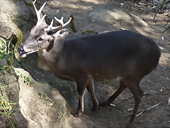 Odocoileus virginianus ustus (7-10-23 Bioparque Amaru, det as O. ustus) Odocoileus virginianus ustus (7-10-23 Bioparque Amaru, det as O. ustus)
