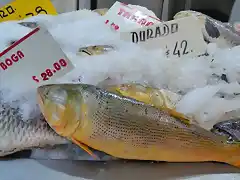 dorado