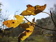 hojas de higuera, marca2