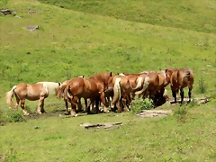 IMG_7438 IMG_7438