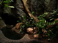 Zoo de Barcelona 27-03-11 670 Zoo de Barcelona 27-03-11 670