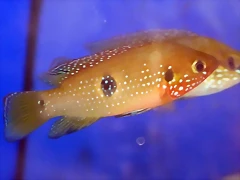 Hemichromis bimaculatus Hemichromis bimaculatus