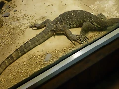 Varanus niloticus (31-7-21 Oasys Mini Hollywood) Varanus niloticus (31-7-21 Oasys Mini Hollywood)
