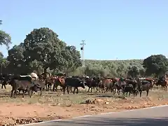 005, vacas