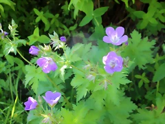 IMG_7393 IMG_7393