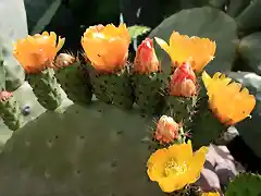 higos chumbos en flor