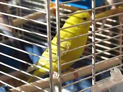 YOLI YOLI