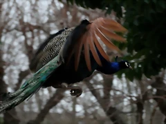 Zoo de Barcelona 15-02-11 352 Zoo de Barcelona 15-02-11 352