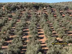 02, olivares en los membrillos, marca