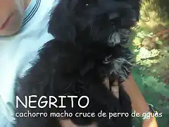 NEGRITO cachorrito adoptado