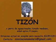 TIZON Sevilla