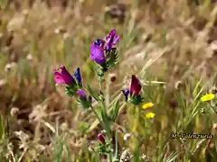 10, flores en el pasto, marca