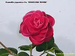 Camellia japonica 'ANGELINA VIEIRA'