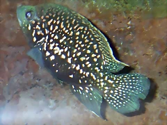 Paratilapia polleni (8-7-12 Acuario Fluvial de Zaragoza) Paratilapia polleni (8-7-12 Acuario Fluvial de Zaragoza)