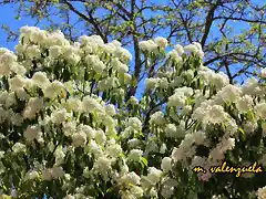 06, flores en el parque, marca 2