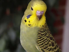 PB210021