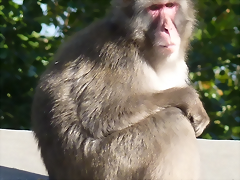 Macaca fuscata 1 (24-9-18 Artis)