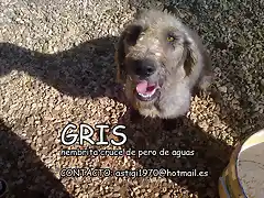 GRIS Ecija