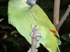 Amazona aestiva 2 Amazona aestiva 2