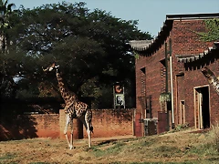 Kgaswane Mountain Reserve 19-04-09 & National Zoological Gardens 170 Kgaswane Mountain Reserve 19-04-09 & National Zoological Gardens 170