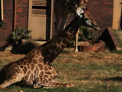 Kgaswane Mountain Reserve 19-04-09 & National Zoological Gardens 177 Kgaswane Mountain Reserve 19-04-09 & National Zoological Gardens 177