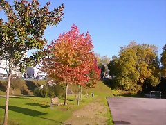 DSCN9901 DSCN9901