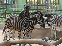 Zoo de Barcelona 339 Zoo de Barcelona 339