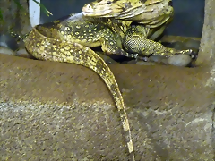 Varanus salvator (20-9-18 Burgers Zoo) Varanus salvator (20-9-18 Burgers Zoo)