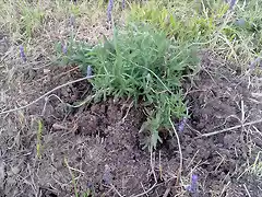 lavanda1