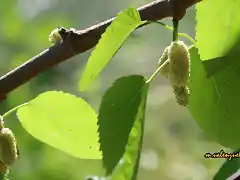 13, moras para comer, marca