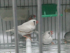 Diamantes mandarin