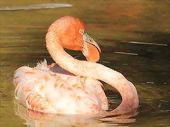 Zoo de Barcelona 16-10-11 032