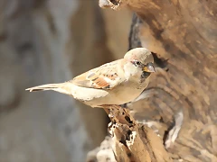 Zoo de Barcelona 16-10-11 071