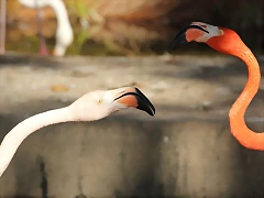 Zoo de Barcelona 16-10-11 043