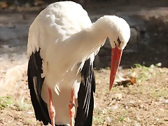 Zoo de Barcelona 16-10-11 006