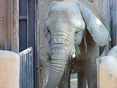 Zoo de Barcelona 16-10-11 130 Zoo de Barcelona 16-10-11 130